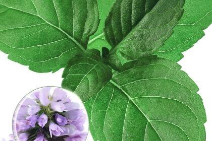 Menthe Aquatique